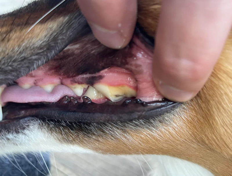 2. Won’t Crack Teeth the Way Hard Chews Do