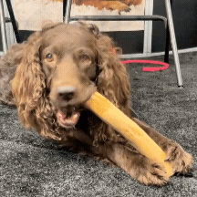 8. Dogs Lock On First Try. No Tricks Needed.